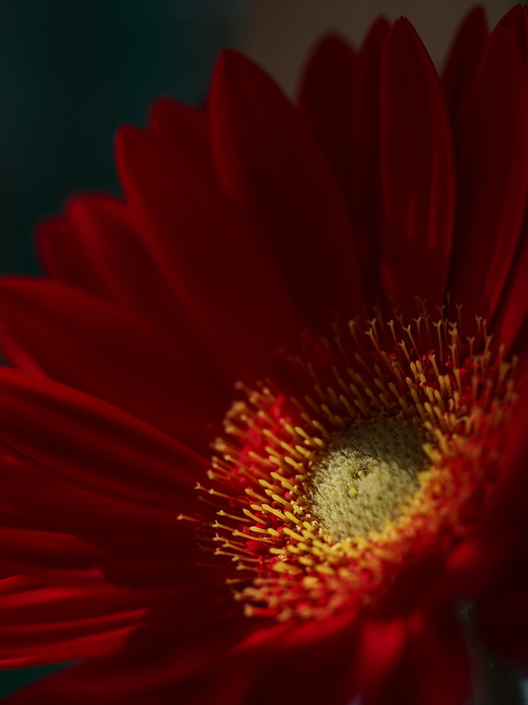 ガーベラの魅力１