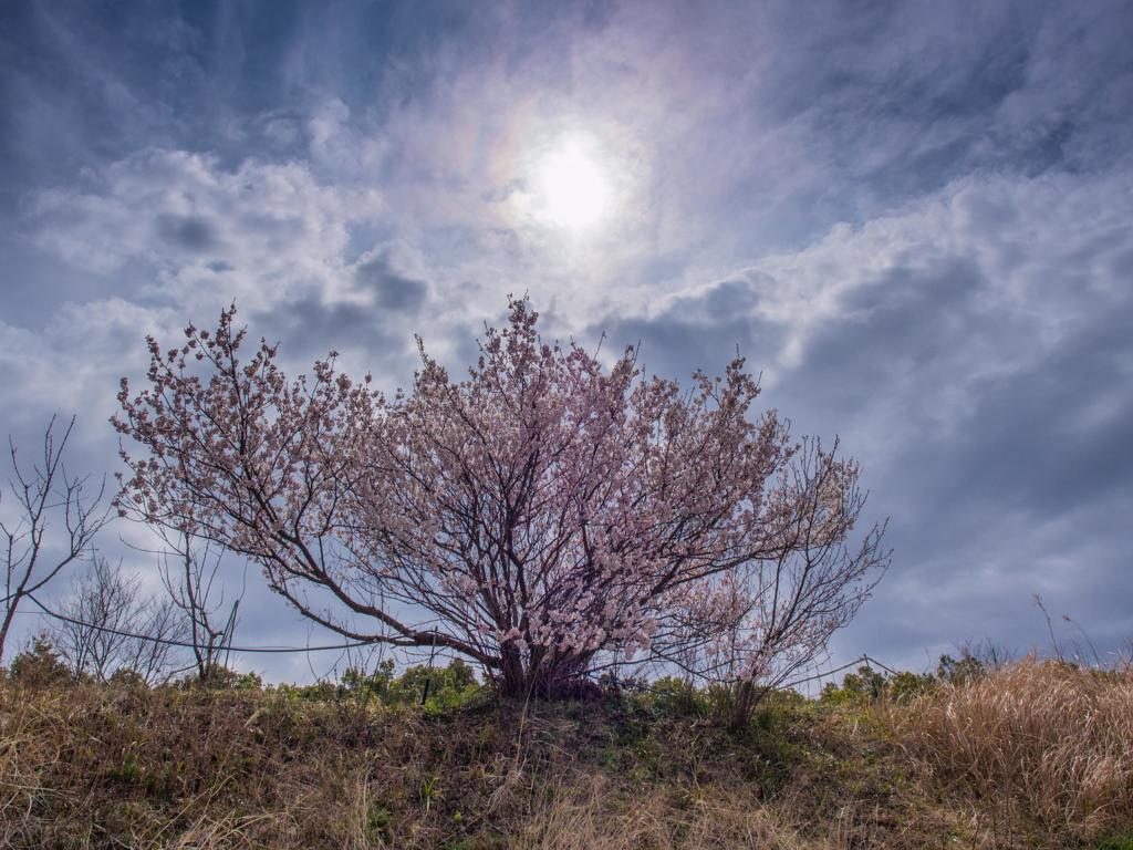 桜咲く