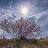 桜咲く