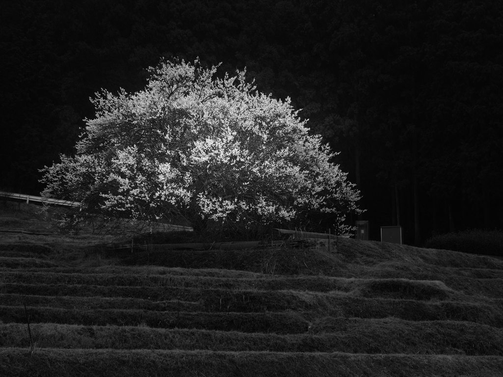 棚田の一本梅2014