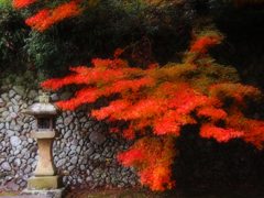 秋真っ盛り
