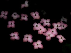はなみずき