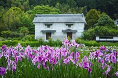 菖蒲の季節到来