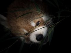 愛嬌