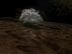月夜の棚田一本梅