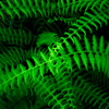 Vivid Green