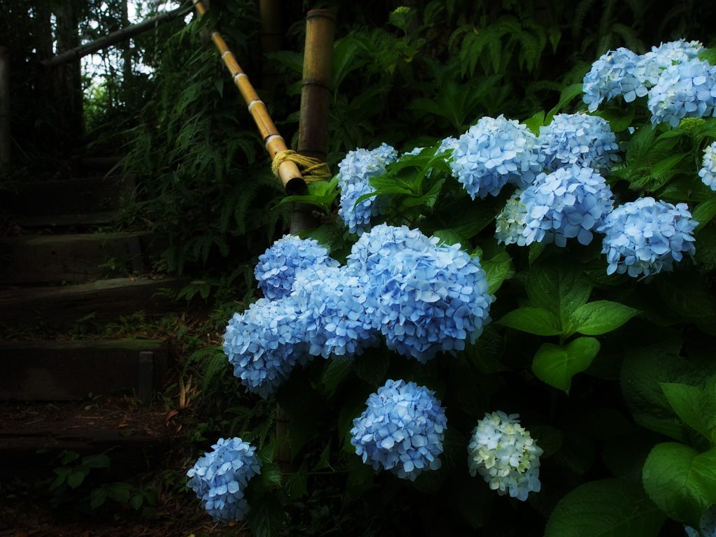 紫陽花咲く小路