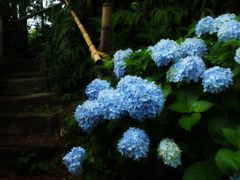 紫陽花咲く小路