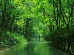 緑の雨