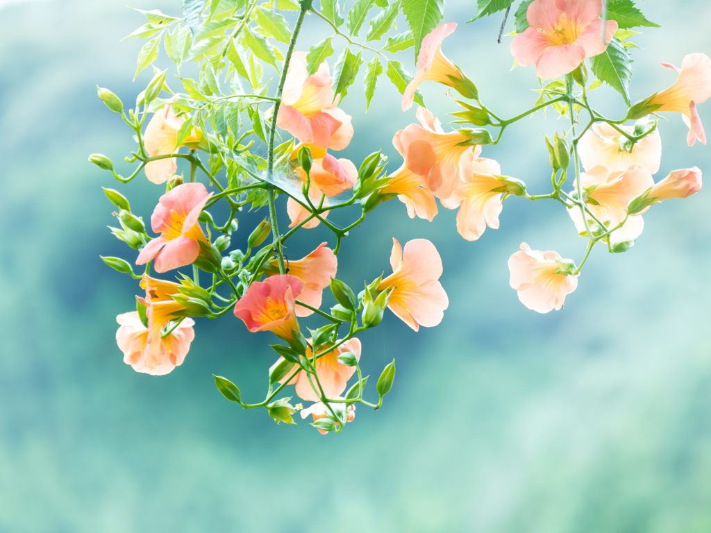 夏色