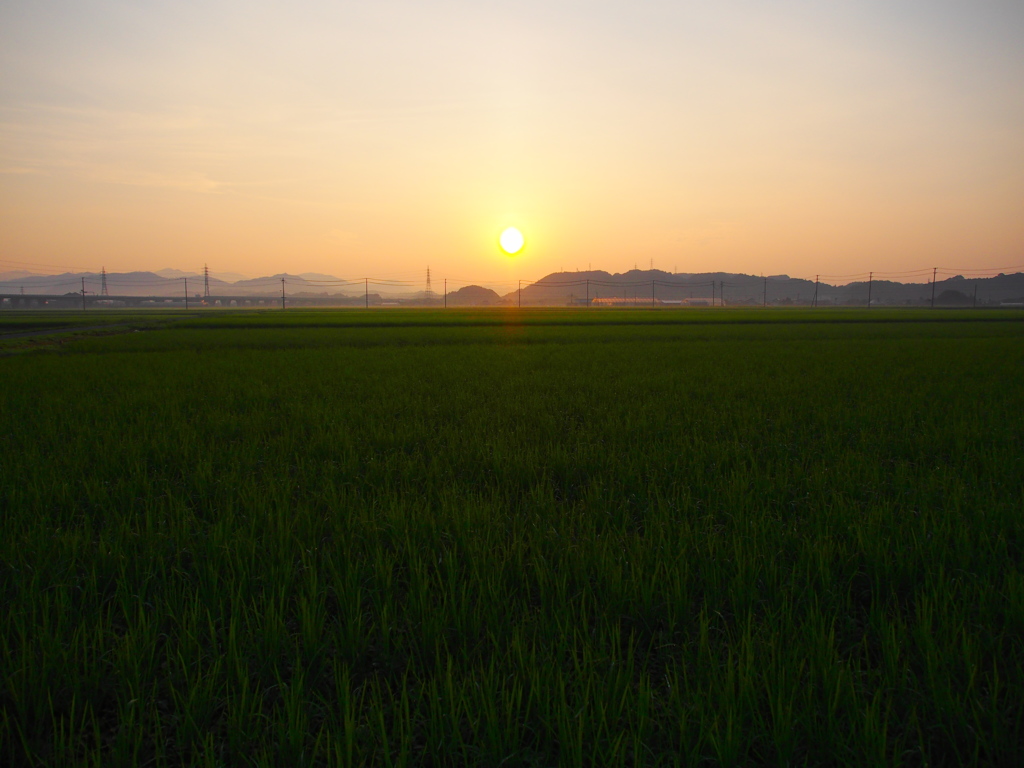 夏の朝
