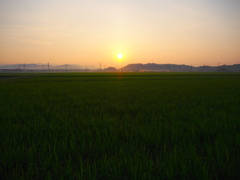 夏の朝