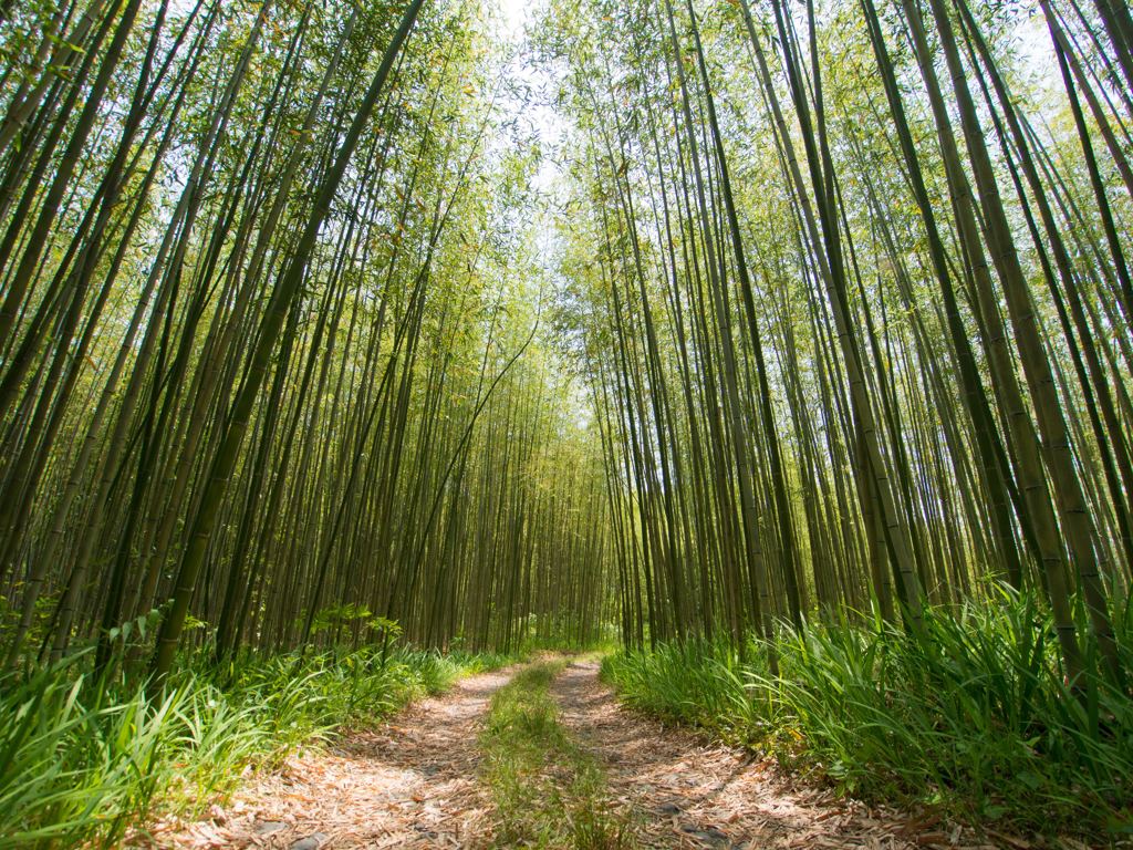 竹林を行く