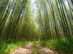 竹林を行く