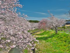 桜色