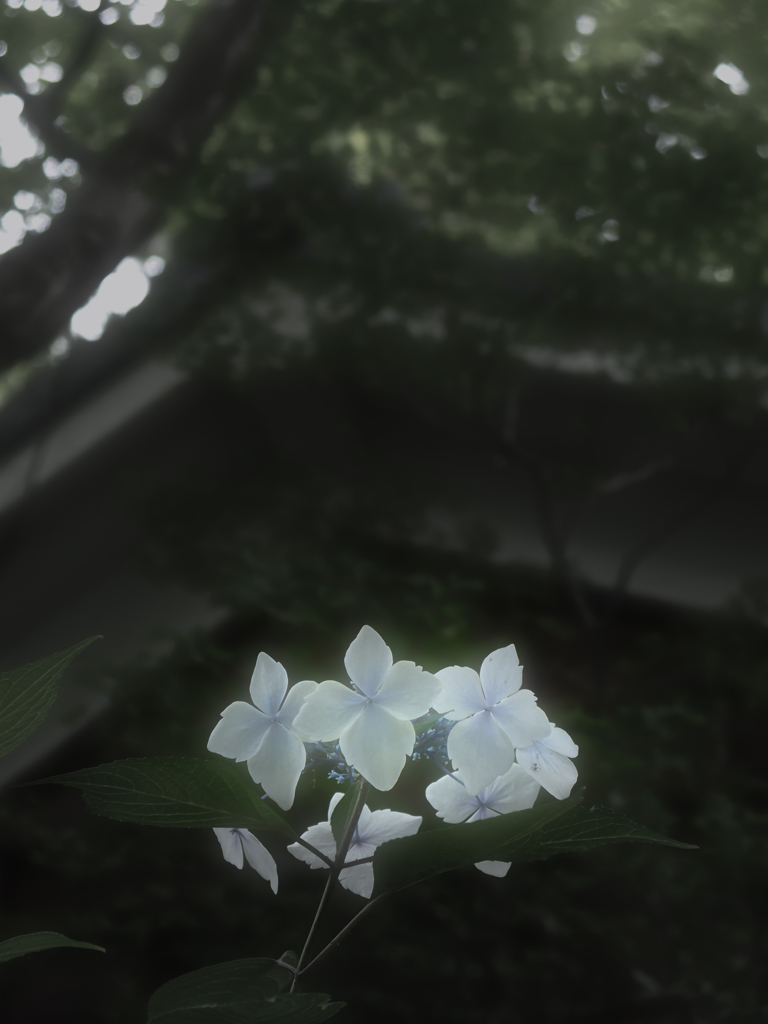 あじさい