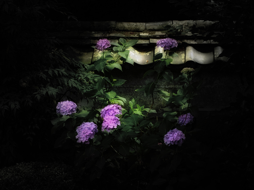 紫陽花