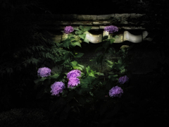 紫陽花
