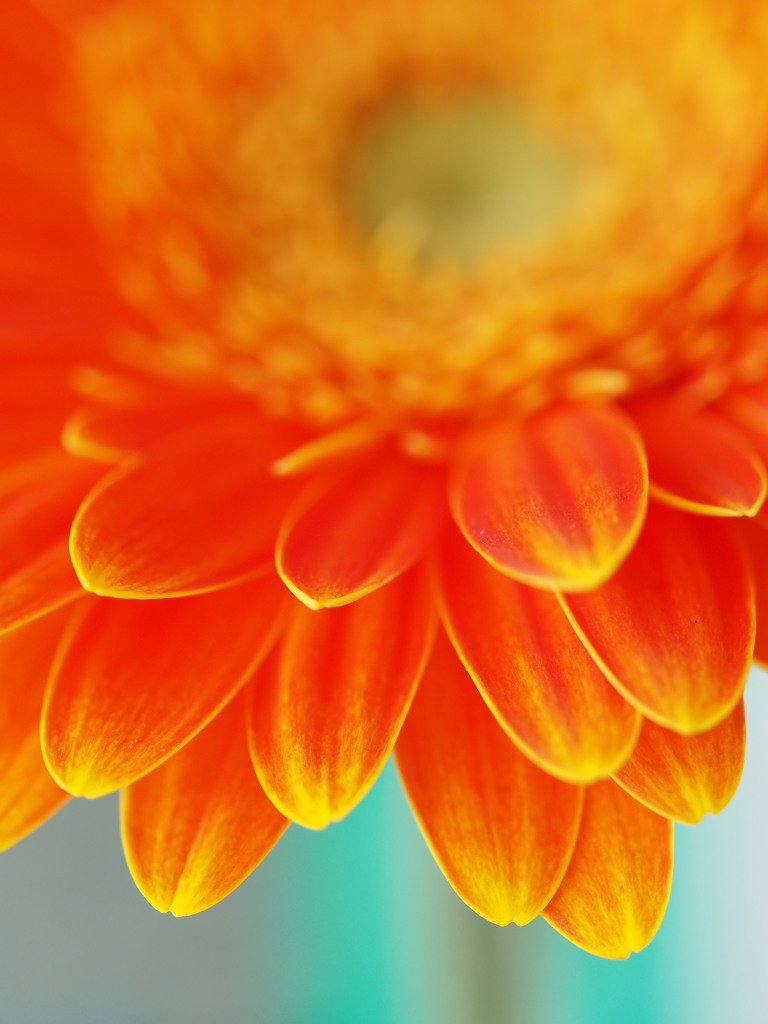 ガーベラの魅力２