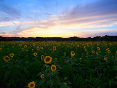 ヒマワリ畑の夕景