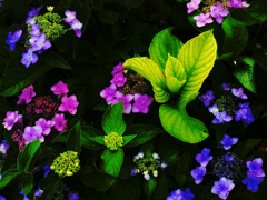花束