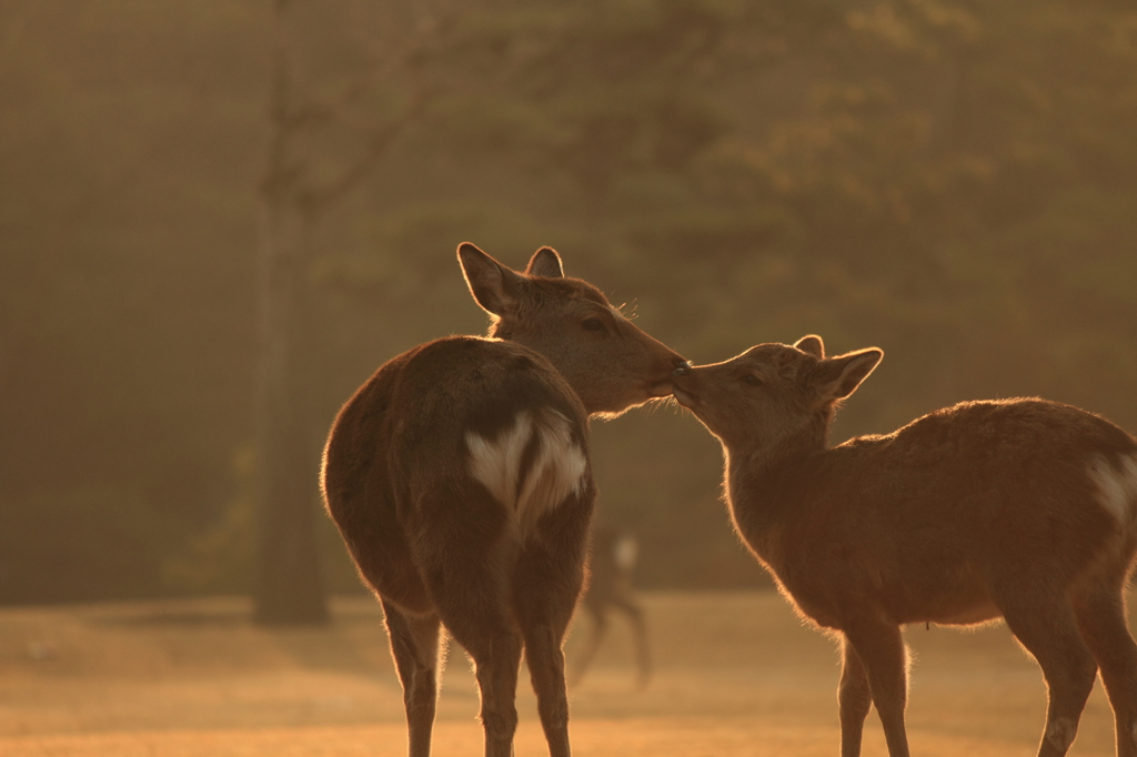 Kiss!
