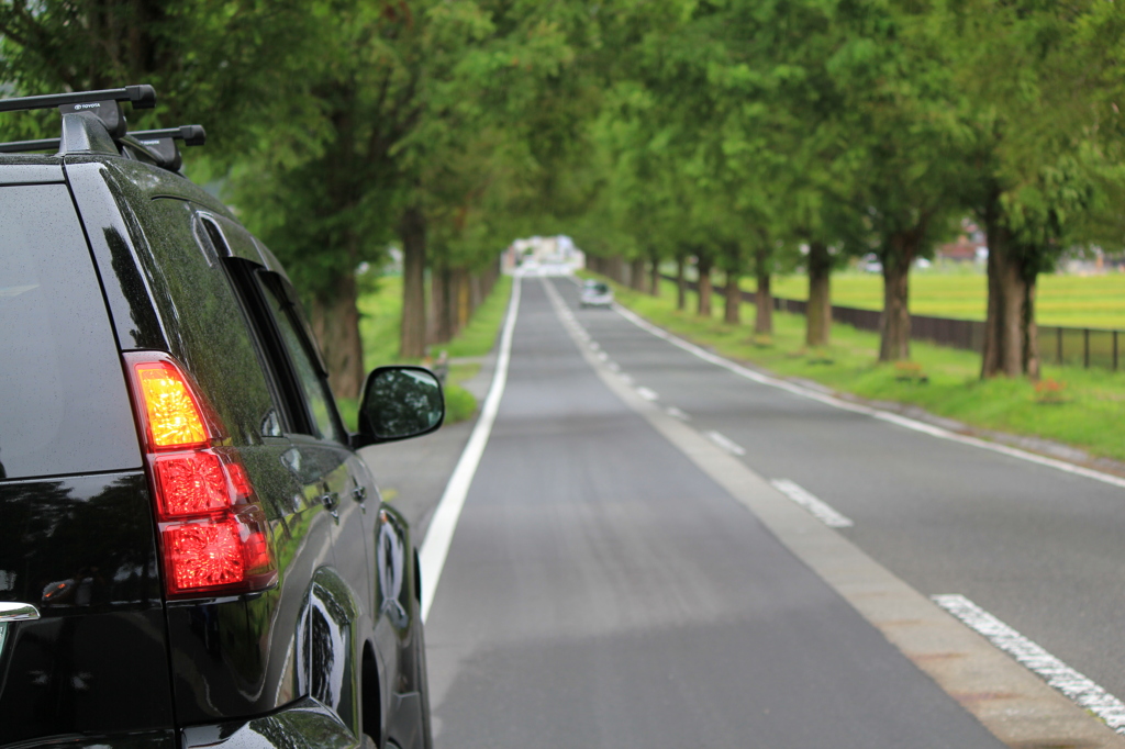 メタセコイア並木とプラド