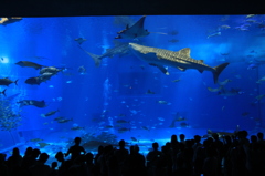 美ら海水族館
