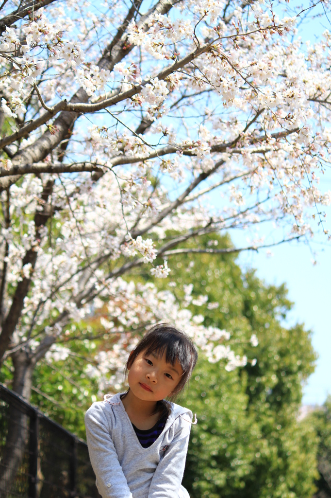 桜の木の下で．．．