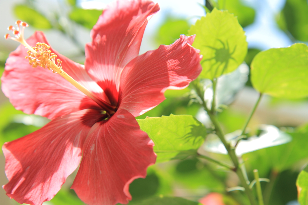 ハイビスカス