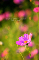 autum's cherry blossom