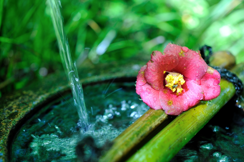 WATER AND FLOWER