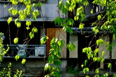 祇園