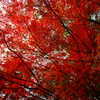 森林植物園の紅葉2