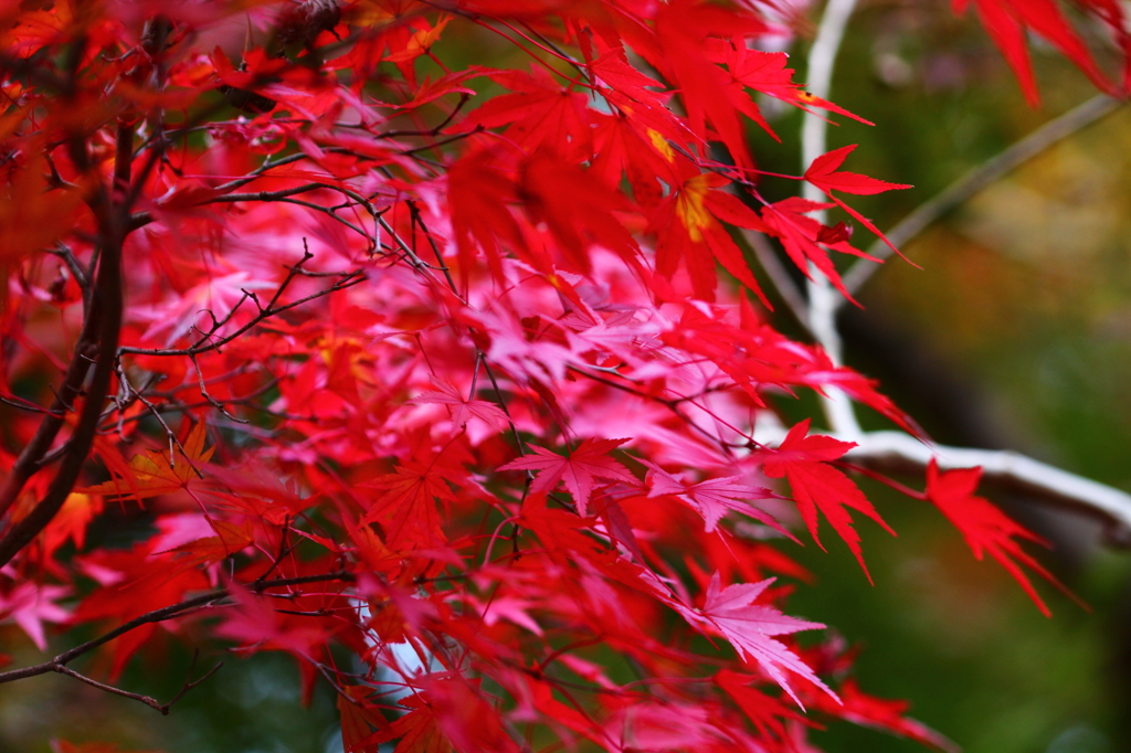 森林植物園の紅葉1