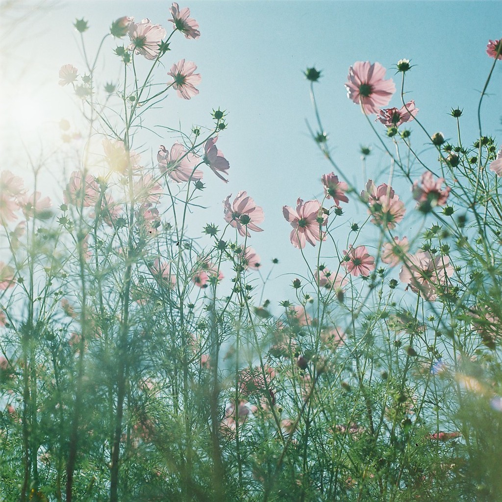 秋桜