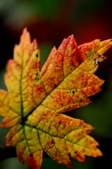 紅葉