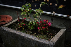 DSC05572