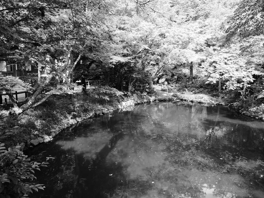 とある池の風景