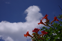 花パイポ。