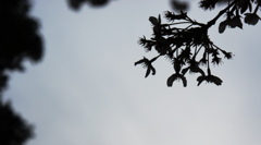 曇り空と桜