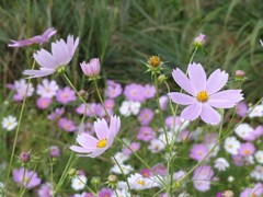 コスモス（秋桜）の咲く季節になりました