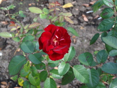 近くの公園にて