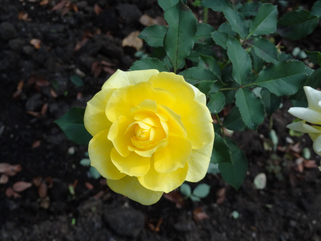 近くの公園にて