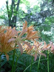 ｷﾂﾈﾉｶﾐｿﾘ