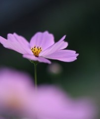 コスモス