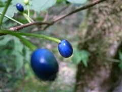 青い実