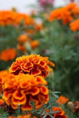 marigolds_（Ⅲ）11oct