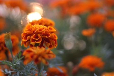 marigolds_(Ⅱ)11oct