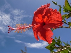 ハイビスカス